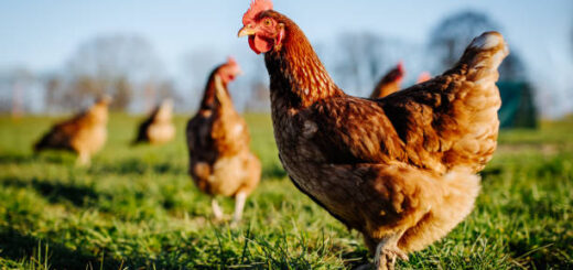 Animal Farming | Agricultural Production