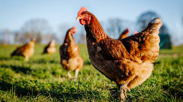 Animal Farming | Agricultural Production