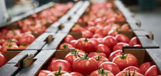 Food Processing and Packaging